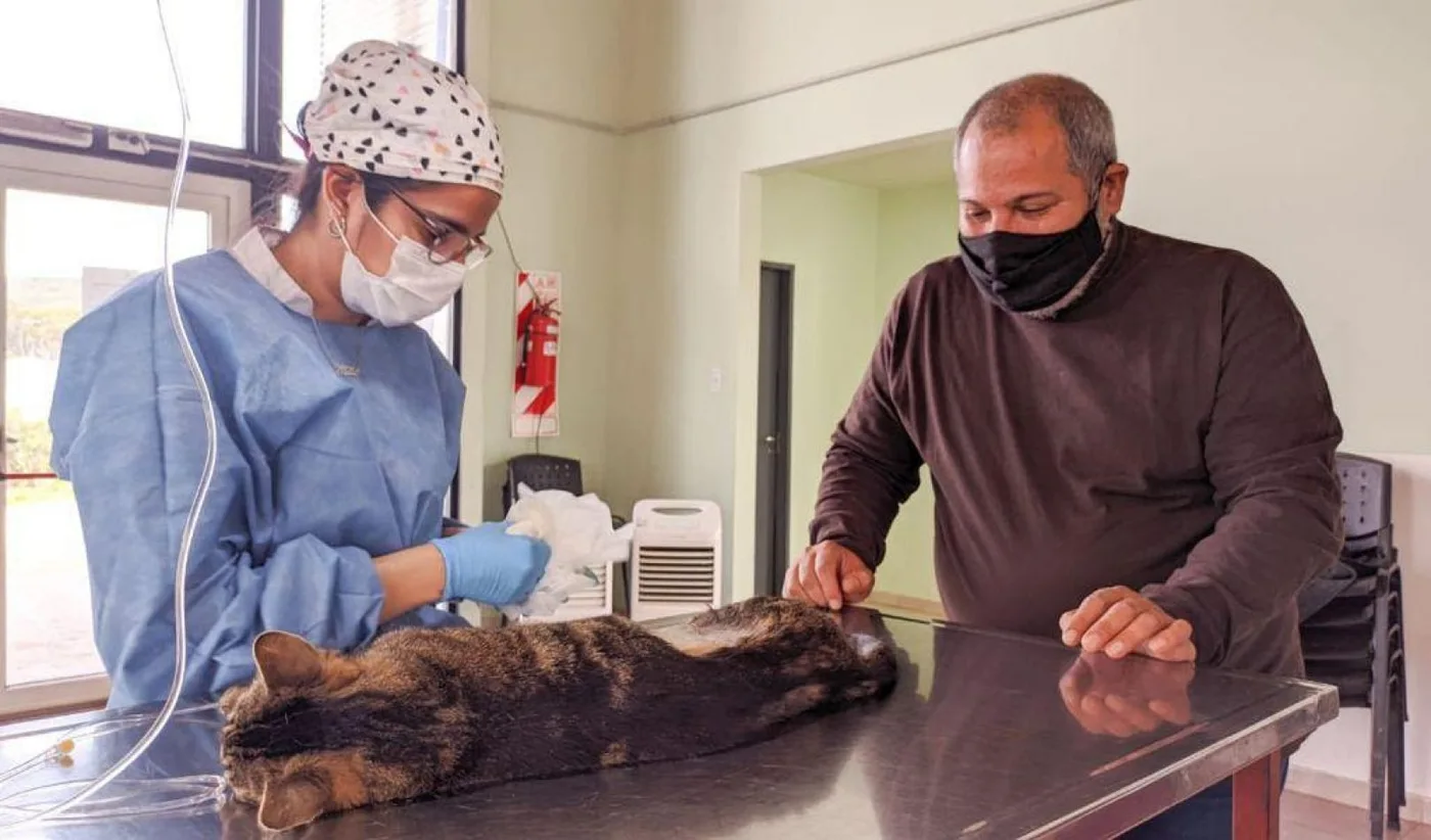 Casi 70 canes y felinos fueron esterilizados en la jornada de castración masiva