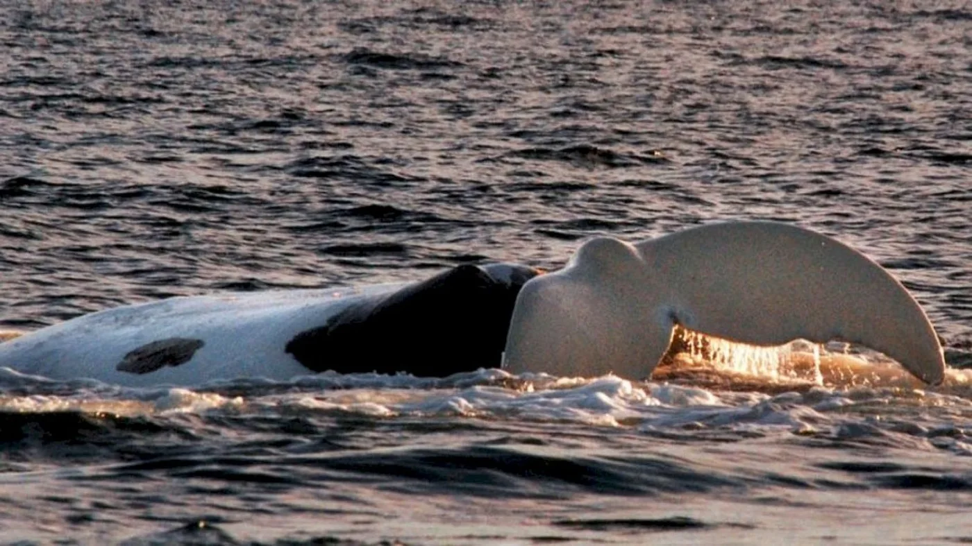 La ballena cuyo parto fue el primero en ser filmado, regresó a Península de Valdés