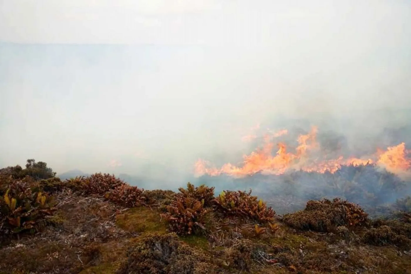 Foto de los campos del establecimiento Murrell incendiado y del humo de los pastizales (Foto FIFireAndRescue).