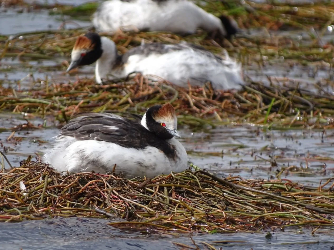 El Macá Tobiano es una especie de ave autóctona de la Patagonia que fue descubierta en 1974 en la provincia de Santa Cruz.