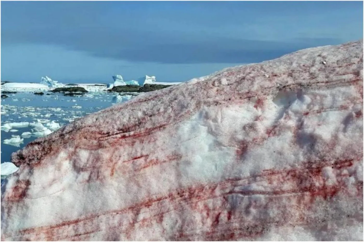 Las algas de nieve en la Antártida se encuentran desde la primavera hasta el verano Base de Investigación Vernadsky de Ucrania