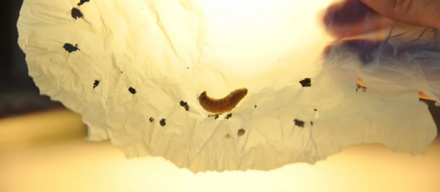 Los gusanos que degradan el plastico en 40 minutos