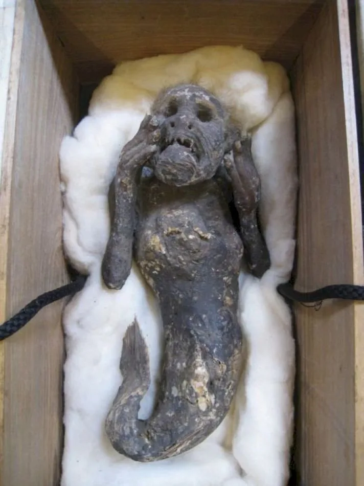 Científicos de la Universidad de Ciencias y Artes de Kurashiki (Japón) analizarán por primera vez los restos de la misteriosa “momia sirena” .