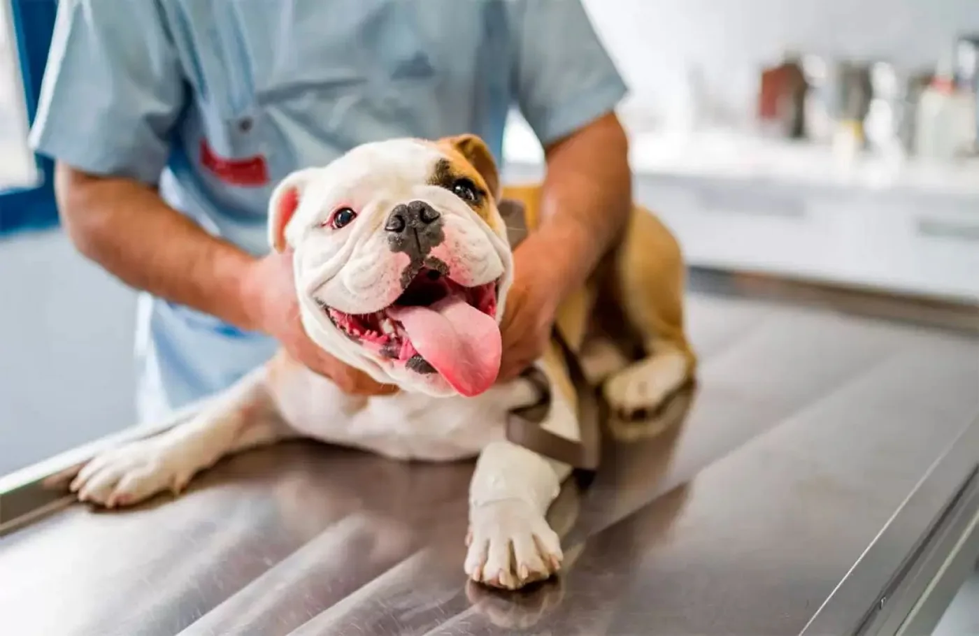 Insisten con la creación de una clínica veterinaria pública