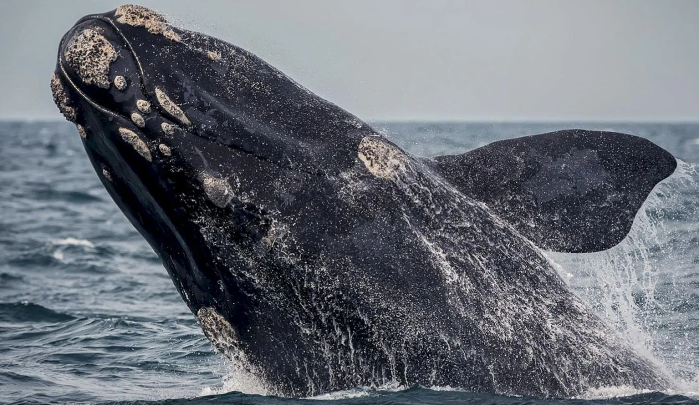 Comienza la temporada de ballenas en Península Valdés
