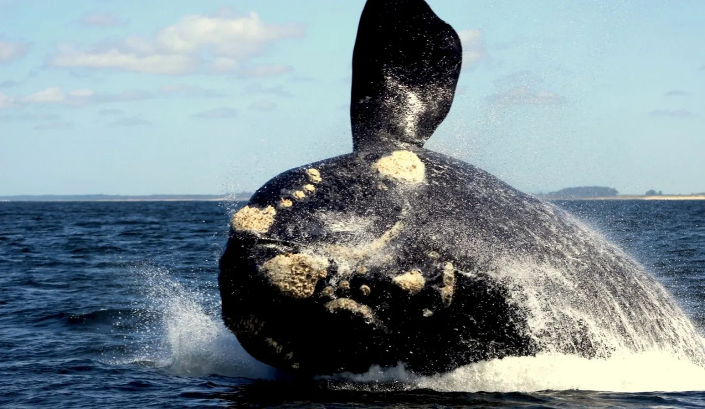 Comenzó la temporada de avistamiento de ballenas en Puerto Pirámides