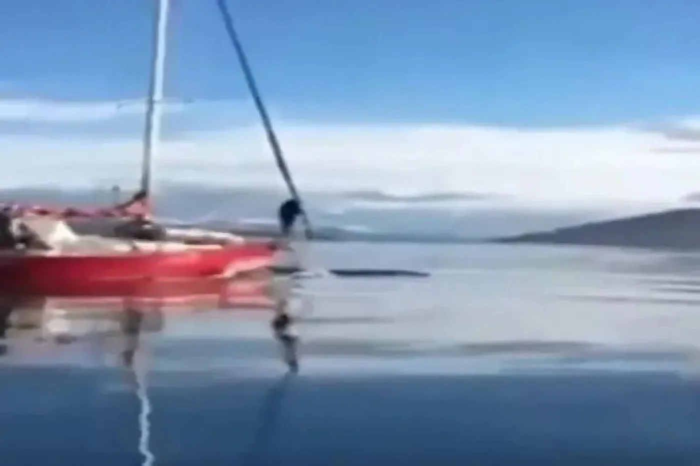 Investigan al dueño del velero que atropelló una ballena