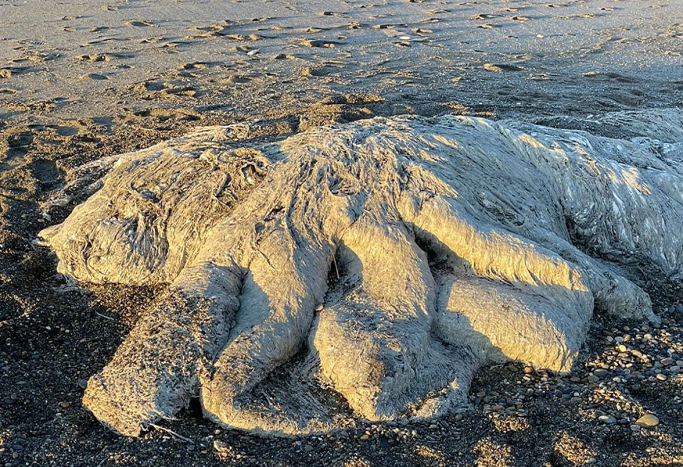 Una extraña criatura apareció en las playas de Río Grande