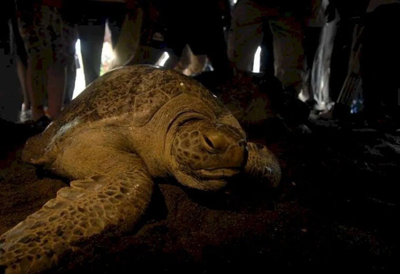 Aparecieron decenas de tortugas marinas muertas a cuchillazos en Japón