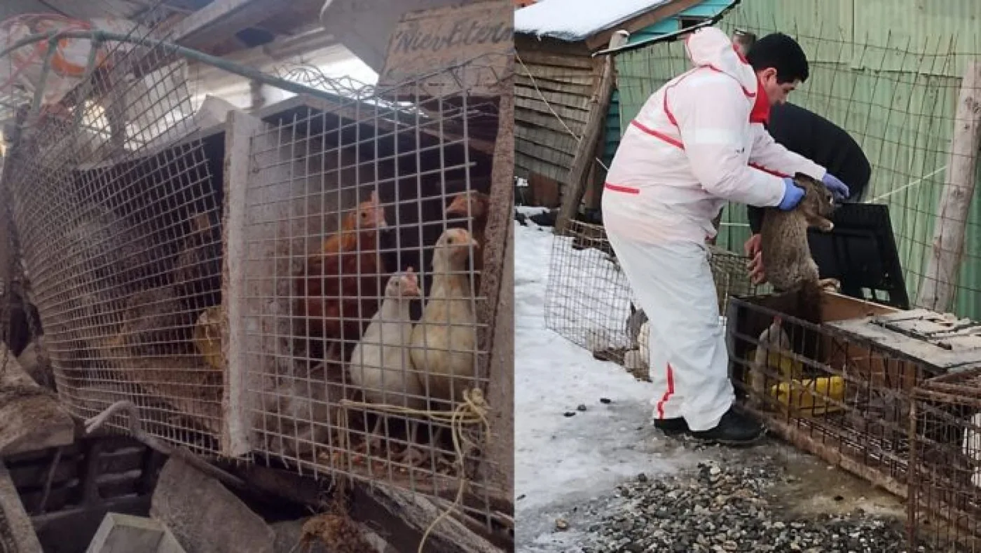 Patitas Tolhuin, rescató a los animales del lugar donde mataron a la Dra. Alejandra Accetti. (Foto: Alejandra Oyarzo).