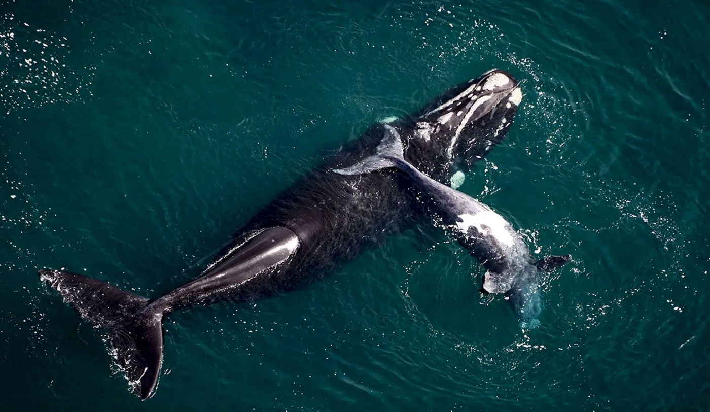 Registro récord de ballenas francas