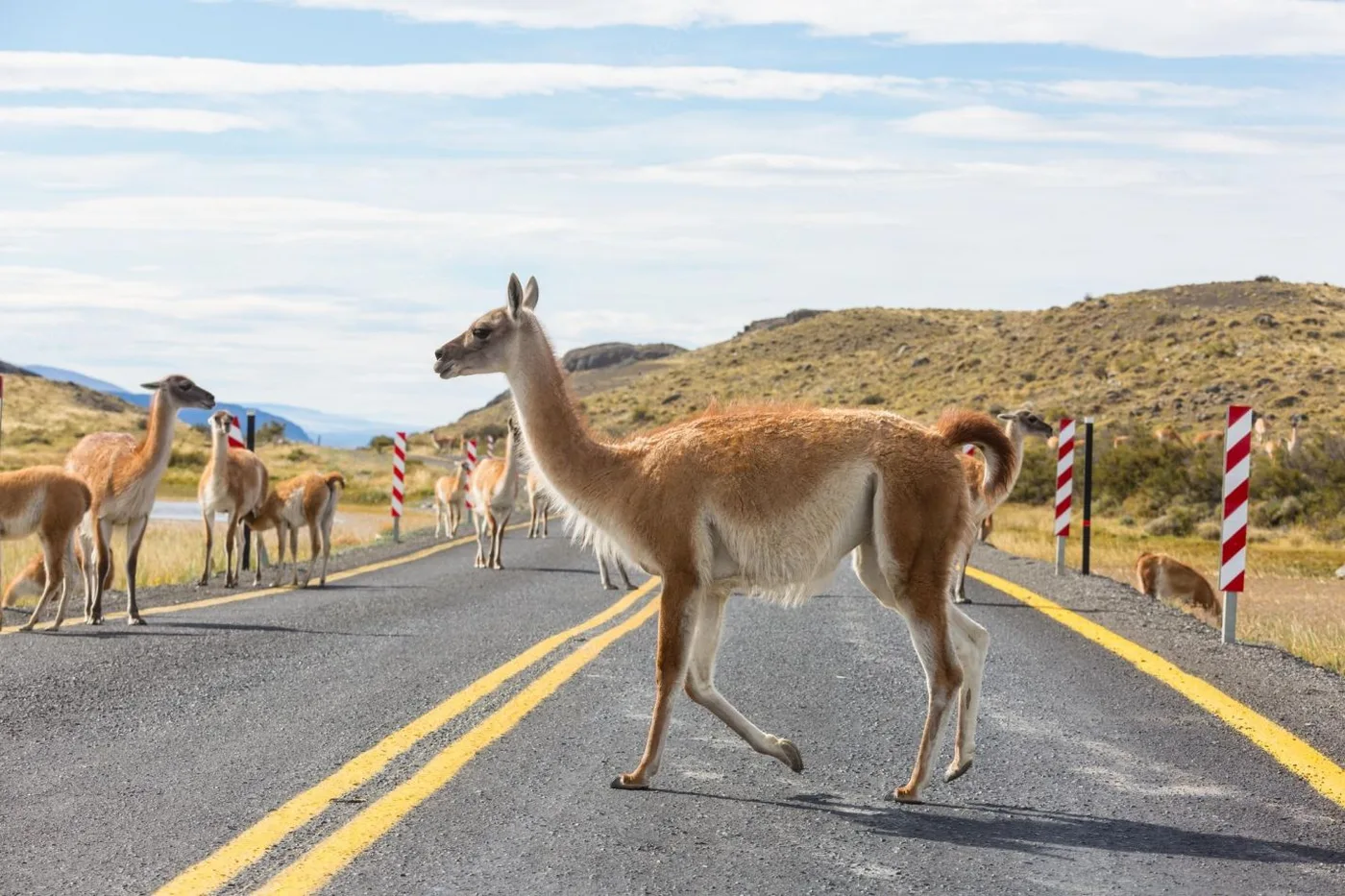 Quieren promover la carne de guanaco ante la superpoblación del animal