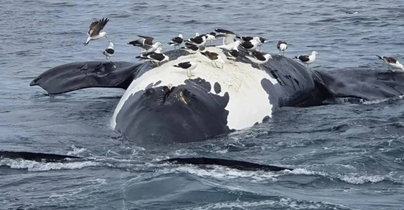 Preocupación por el hallazgo de seis ballenas muertas en las costas de Península Valdés.
