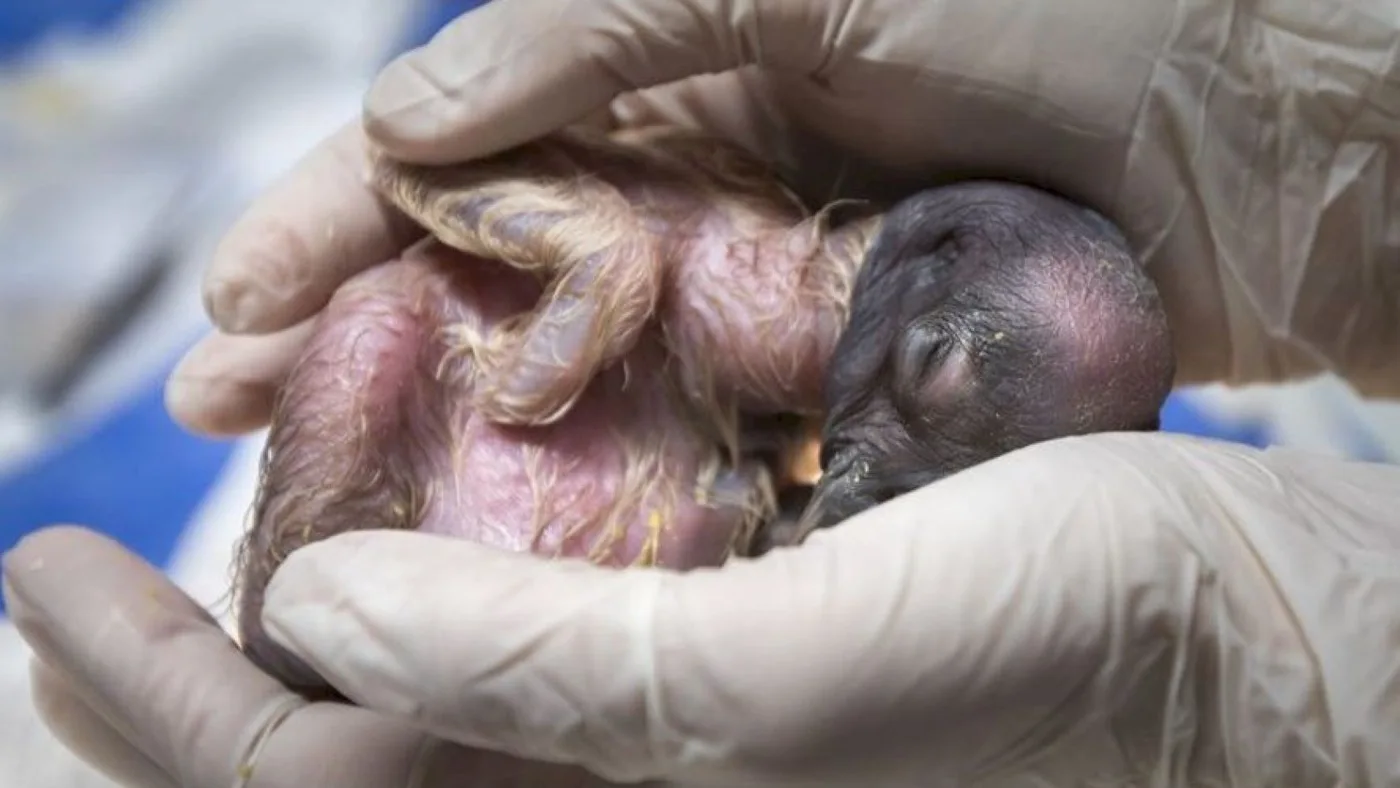 En el Ecoparque porteño nació un cóndor incubado naturalmente por su madre