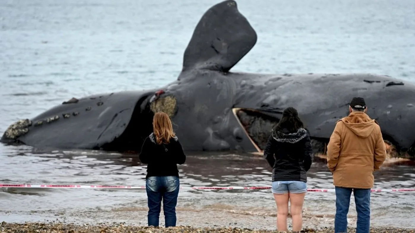 Ya suman 18 las ballenas muertas en la Península de Valdés