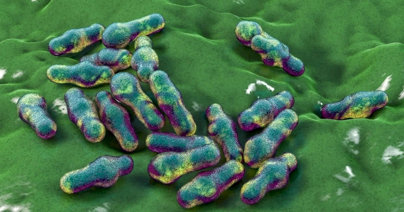 La superbacteria que resiste 30 antibióticos se detectó en pacientes de Argentina