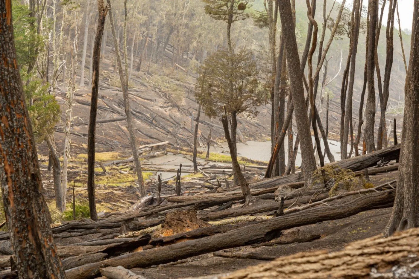 Estado de situación del incendio en la reserva provincial Corazón de la Isla.