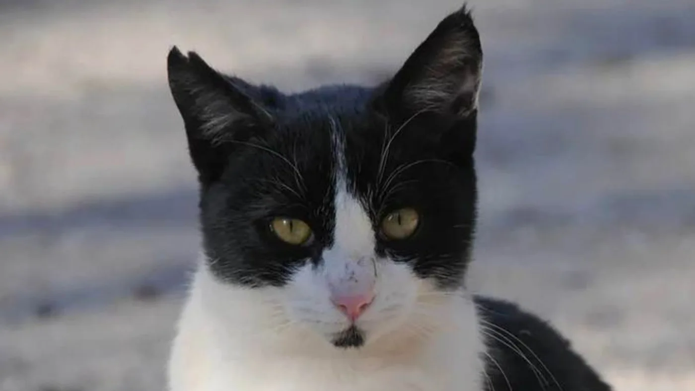 Este marca sirve para identificar a los gatos que forman parte de una colonia callejera