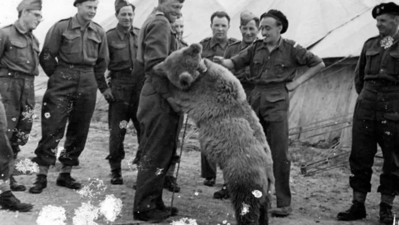 Wojtek: el oso soldado de la II Guerra Mundial