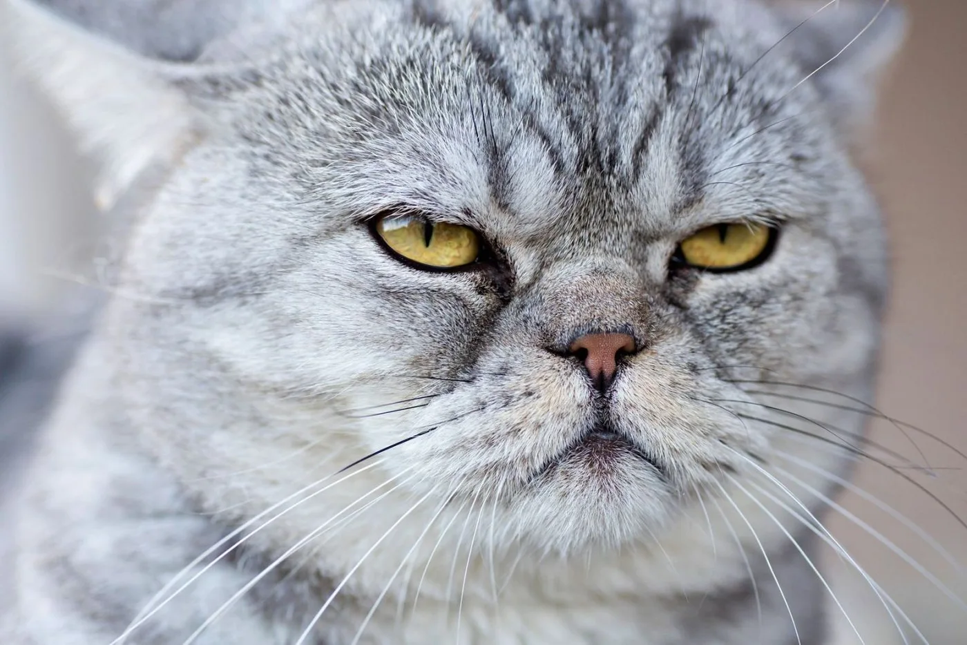 Revelan cuánto tiempo puede pasar solo un gato en casa