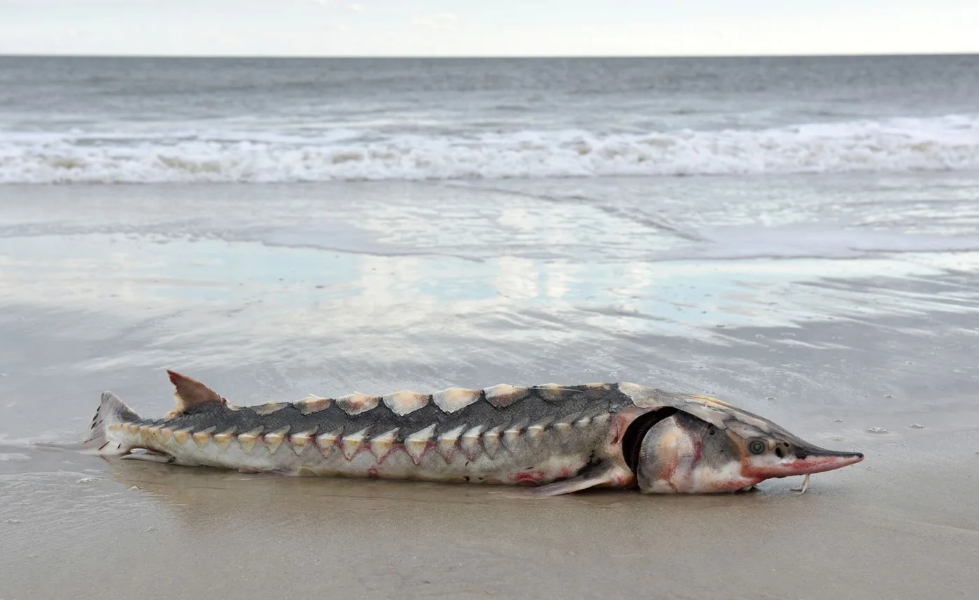 EEUU: el cadáver de un esturión atlántico prehistórico apareció en una playa
