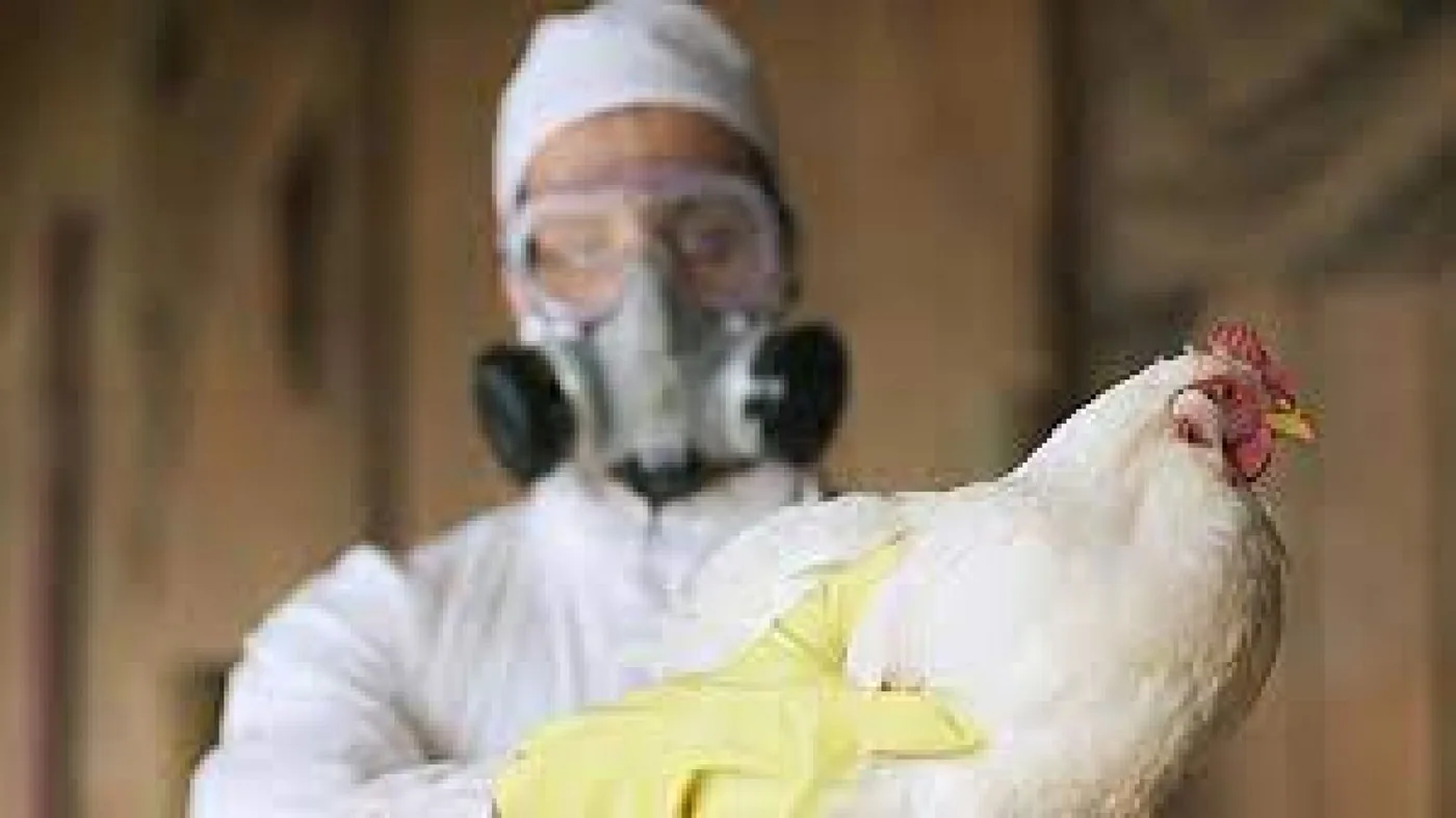 El Senasa detectó un segundo caso de gripe aviar en Córdoba