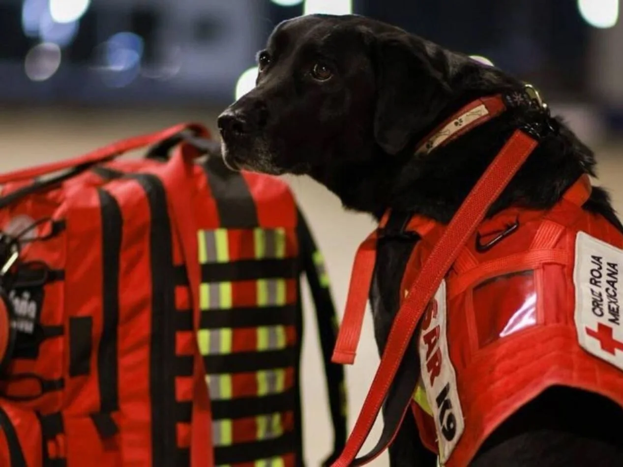 Turquía decidió que los perros rescatistas regresen en primera clase y no en la bodega de los aviones