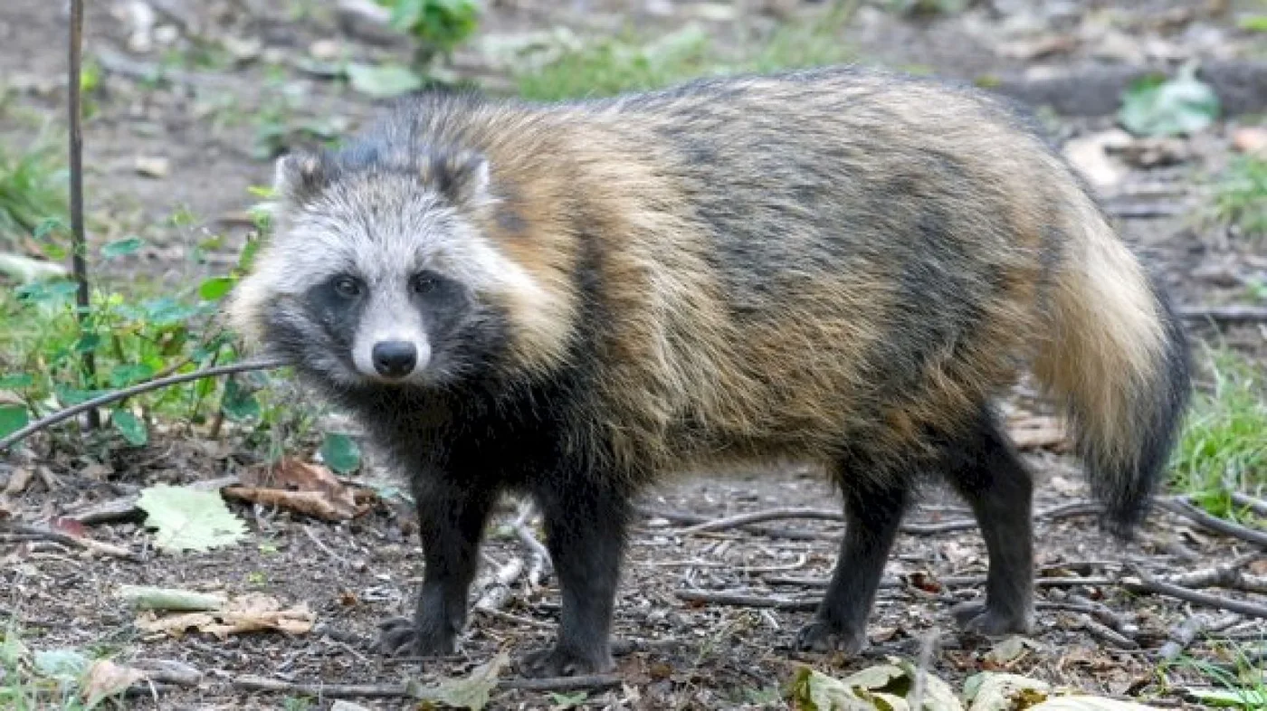 Perro mapache o tanuki, un animal que se vendía en el mercado de Wuhan donde comenzó la pandemia.