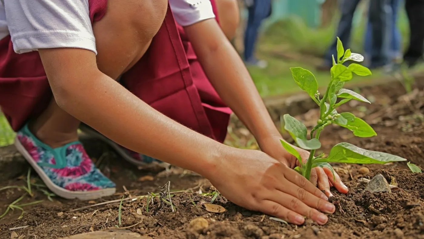 Jornada de plantación de árboles autóctonos en la ciudad