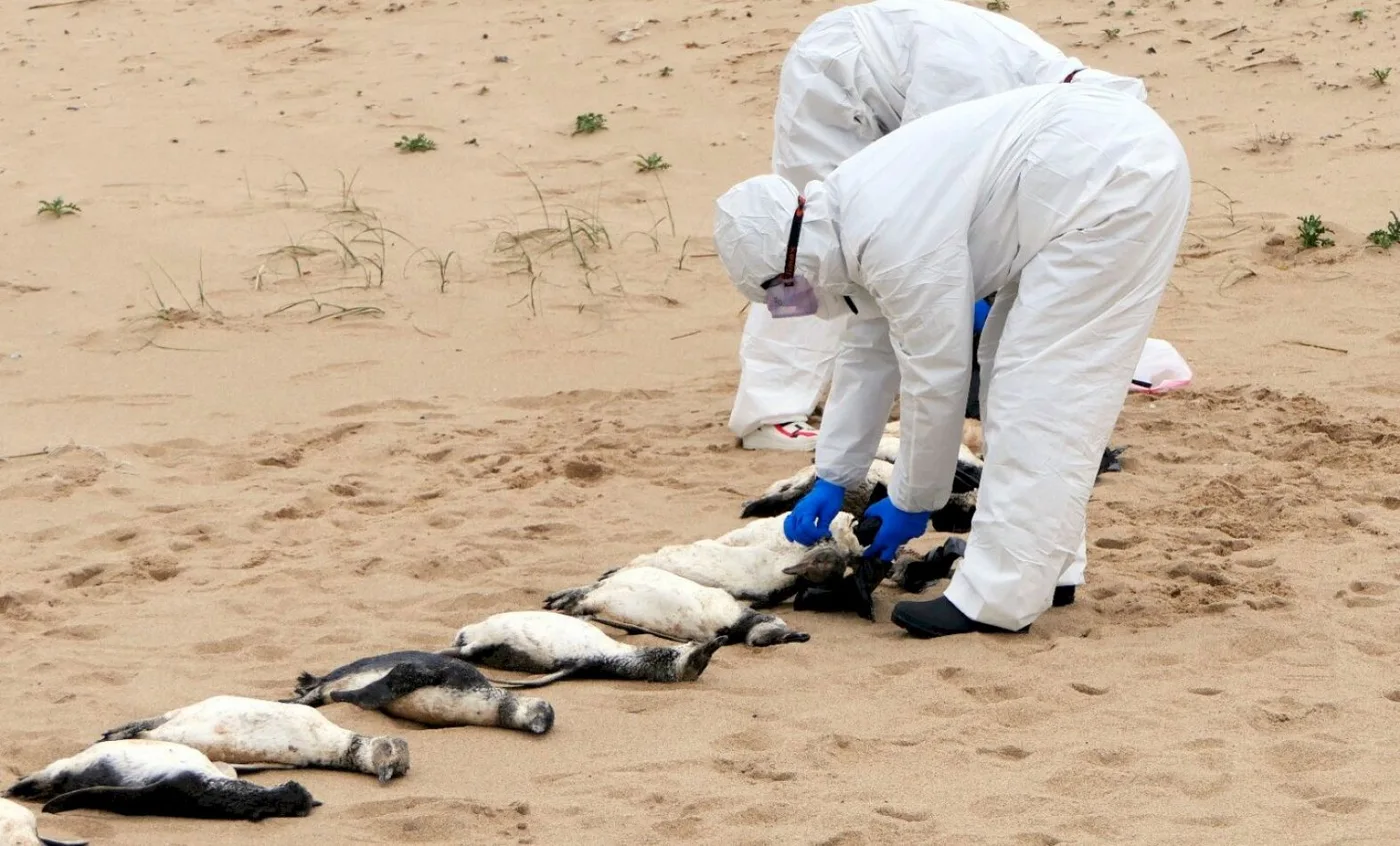 Los animales muertos fueron identificados como pingüinos Magallanes y están en una época de migración desde el sur argentino.