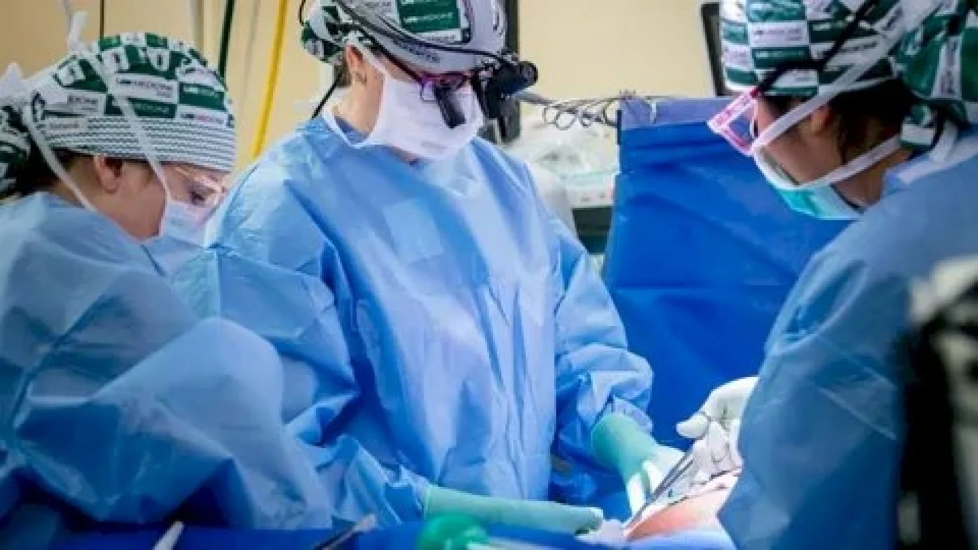 Trasplantaron con éxito un riñón de cerdo a un hombre con muerte cerebral