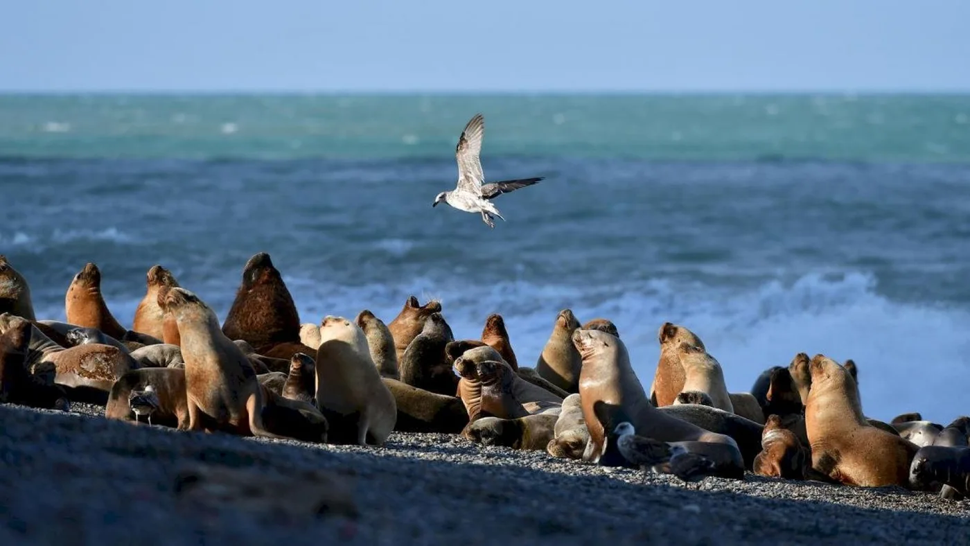 Hallaron gripe aviar en lobos marinos muertos en Viedma.