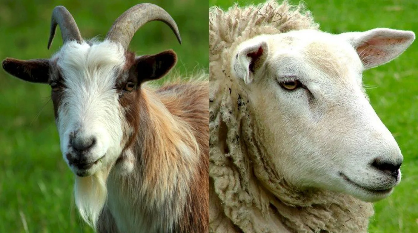Argentina exportará ovinos y caprinos a Chile.