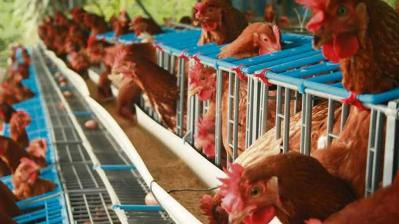 Senasa ratificó prohibición de exposiciones y ferias de aves domésticas