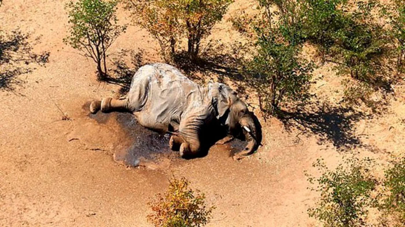 Elefante muerto en el Parque Nacional Hwange, Zimbabue