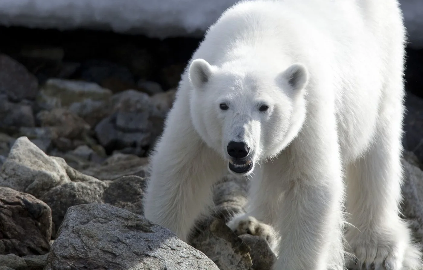Murió el primer oso polar por gripe aviar