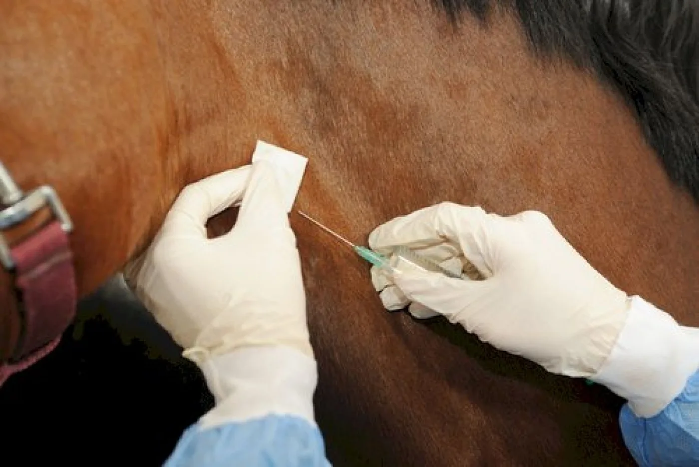 Establecen vacunación obligatoria contra encefalomielitis equina en todo el país