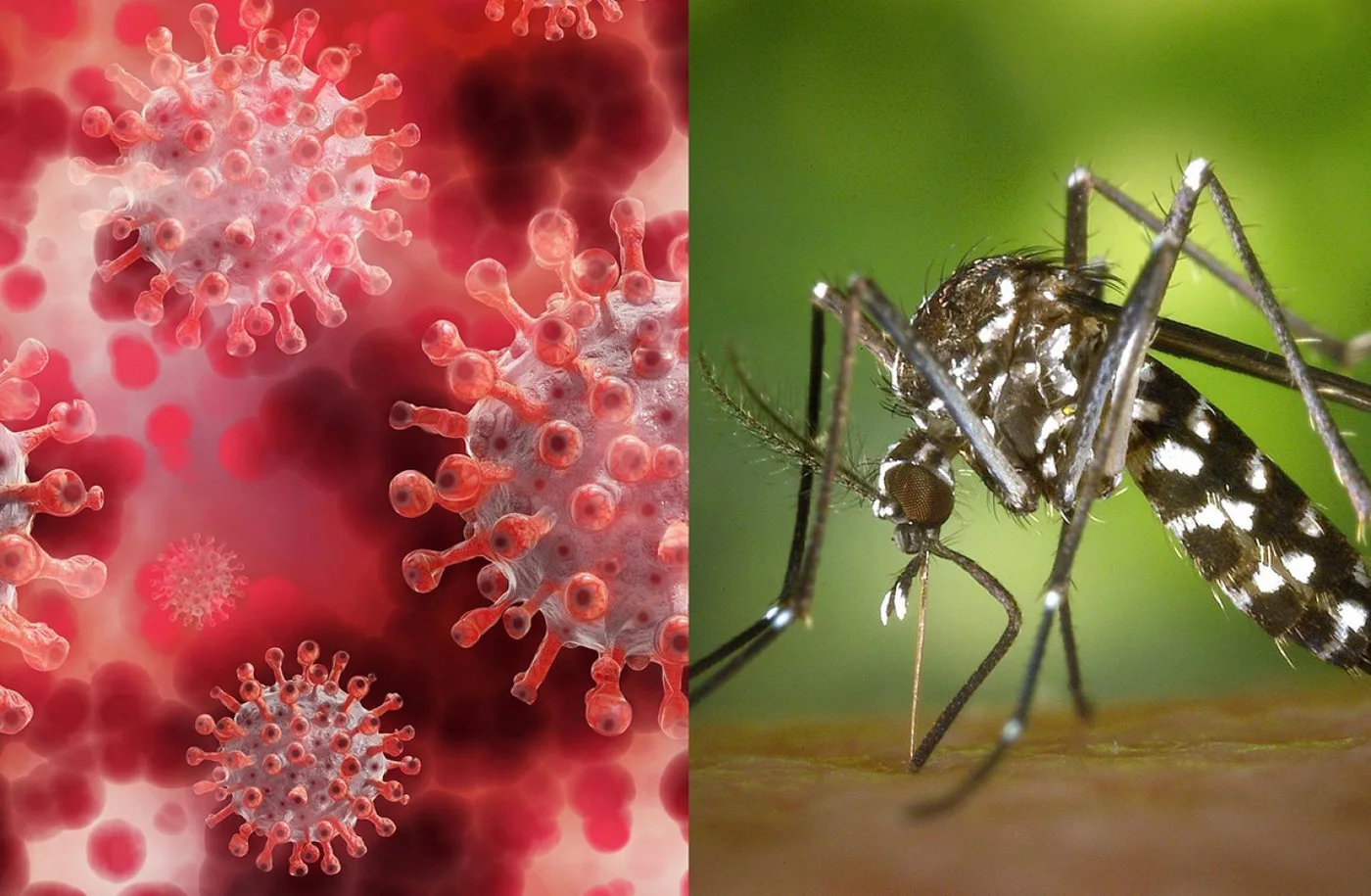 Aumento de casos de COVID-19 y Dengue en Tierra del Fuego