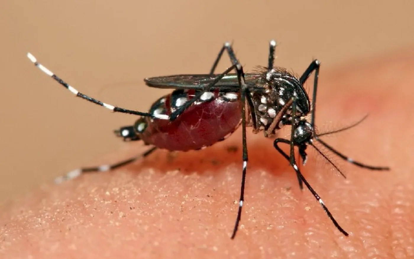 Brasil anuncia su vacuna nacional contra el dengue