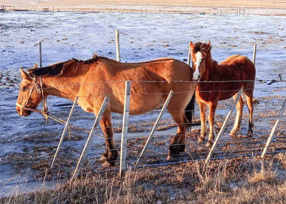 La Municipalidad de Ushuaia participó del homenaje al caballo fueguino