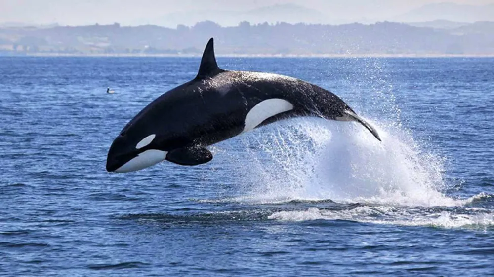 Quedó inaugurada la “Temporada de Orcas 2024”