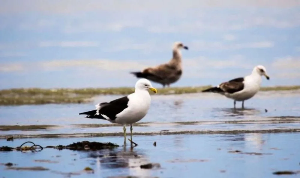 El Festival de Aves 2024 llega a Río Grande
