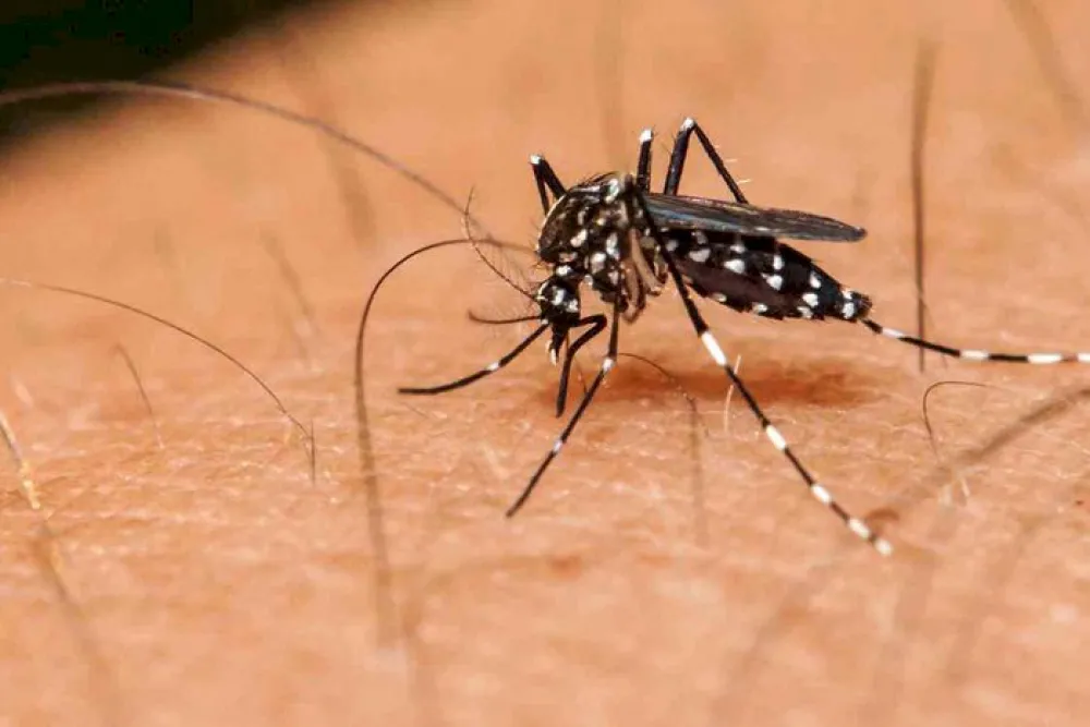 Mosquito de la especie Aedes infectado (Ae. aegypti o Ae. albopictus)..