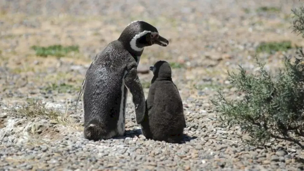 Declararon culpable al acusado por la matanza de centenares de pingüinos en Punta Tombo