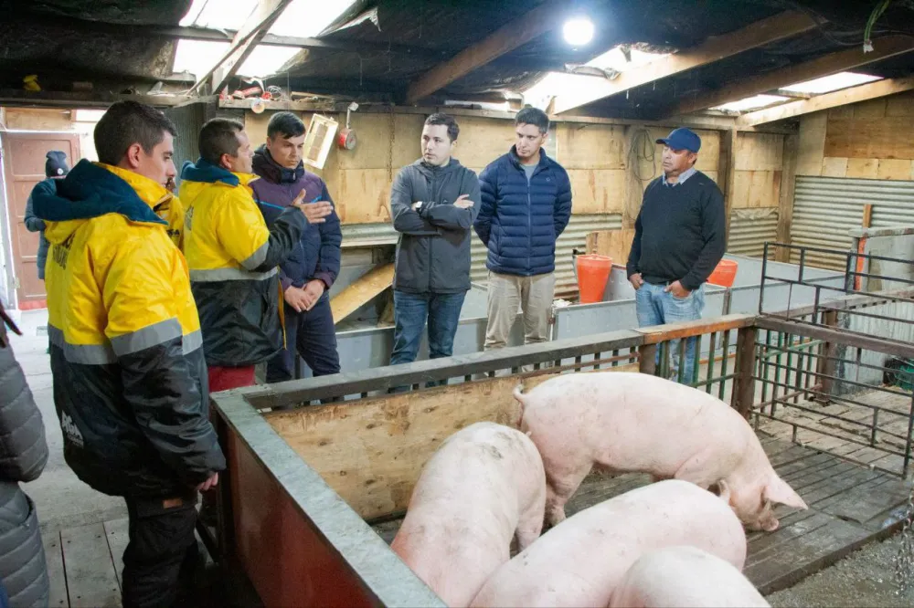 El Municipio de Río Grande acompaña a productores porcinos