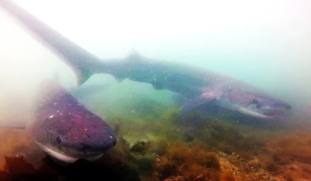 Tiburones fueguinos: Mitos, realidades y su rol en el océano austral