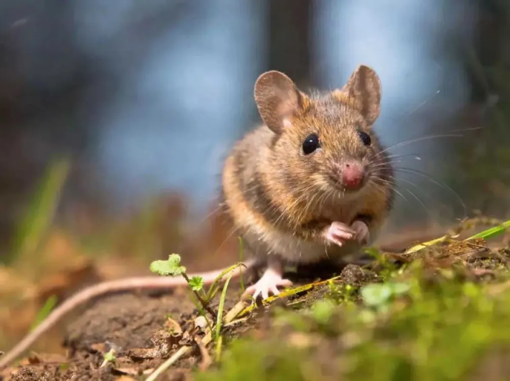 Otra muerte por hantavirus generó preocupación en la Patagonia