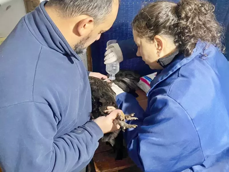 Río Grande y SENASA despliegan operativo para detectar enfermedades avícolas