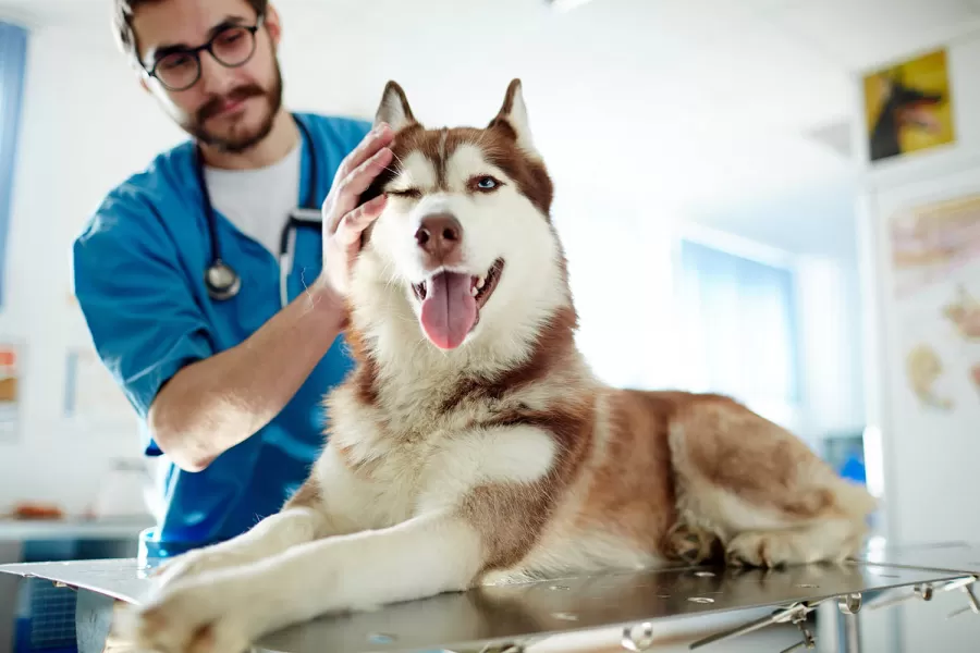 Municipio de Río Grande intimó al Colegio Veterinario a cumplir con la ordenanza vigente
