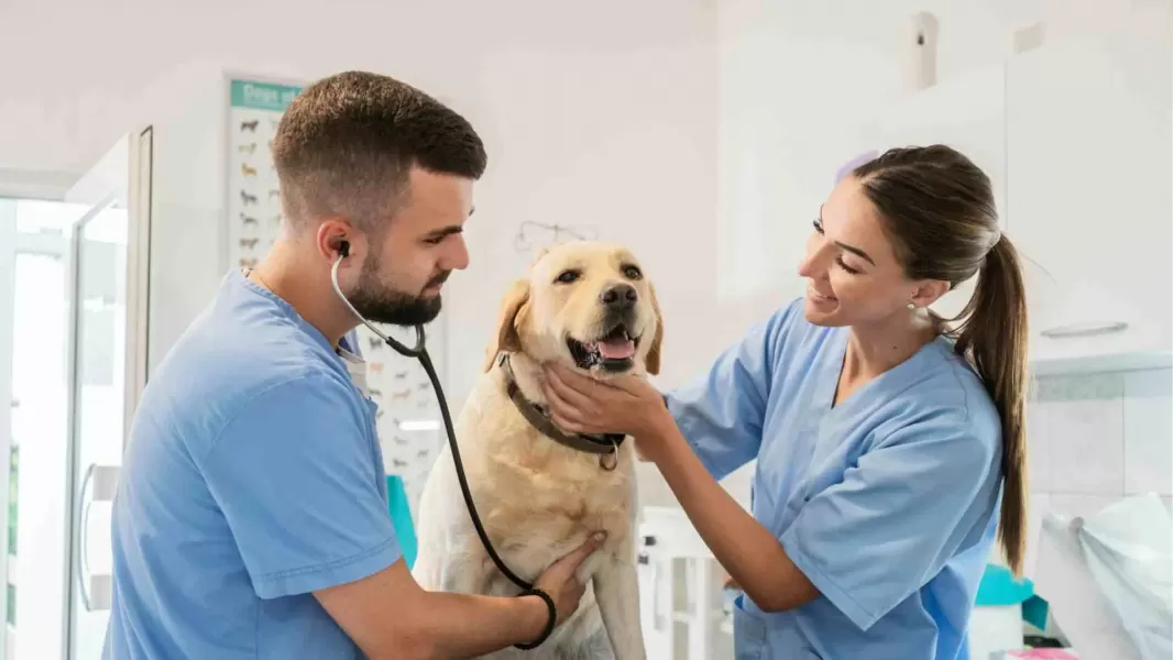Colegio de Veterinarios de Río Grande, en pie de guerra